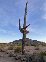 Carnegiea gigantea