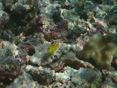 Ctenochaetus cyanocheilus