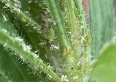 Uroleucon erigeronense