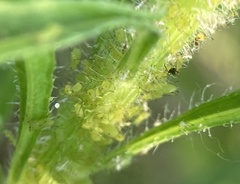 Uroleucon erigeronense
