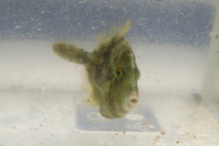 Stephanolepis hispida