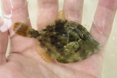 Stephanolepis hispida