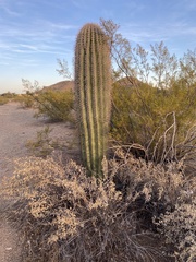 Carnegiea gigantea