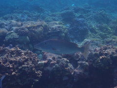 Lethrinus olivaceus