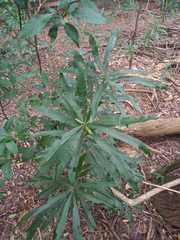 Pouteria salicifolia