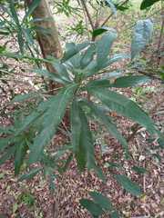 Pouteria salicifolia