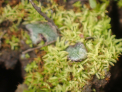 Mannia gracilis