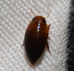 Hydrocanthus oblongus