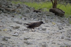 Puffinus nativitatis