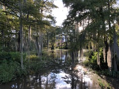 Tillandsia usneoides
