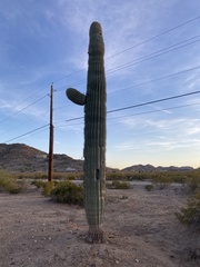 Carnegiea gigantea