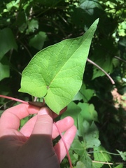 Fallopia cilinodis
