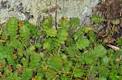 Leptinella traillii