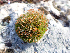 Coscinodon calyptratus
