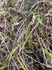 Carex concinnoides