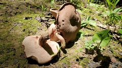 Tylopilus atronicotianus