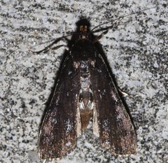 Langessa nomophilalis