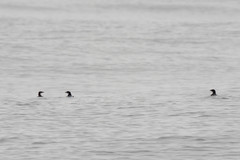 Synthliboramphus scrippsi