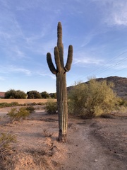 Carnegiea gigantea