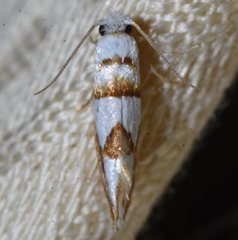Pompostolella charipepla
