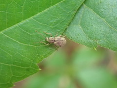 Calomycterus setarius