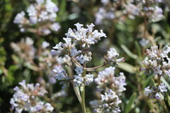 Eriodictyon trichocalyx lanatum