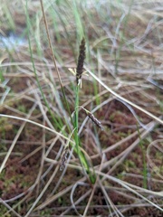 Carex limosa