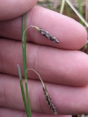 Carex limosa