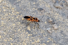 Tropidothorax sinensis