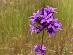 Dichelostemma congestum