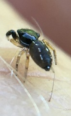 Metacyrba taeniola similis