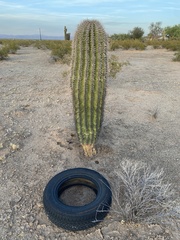 Carnegiea gigantea