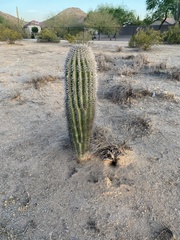 Carnegiea gigantea