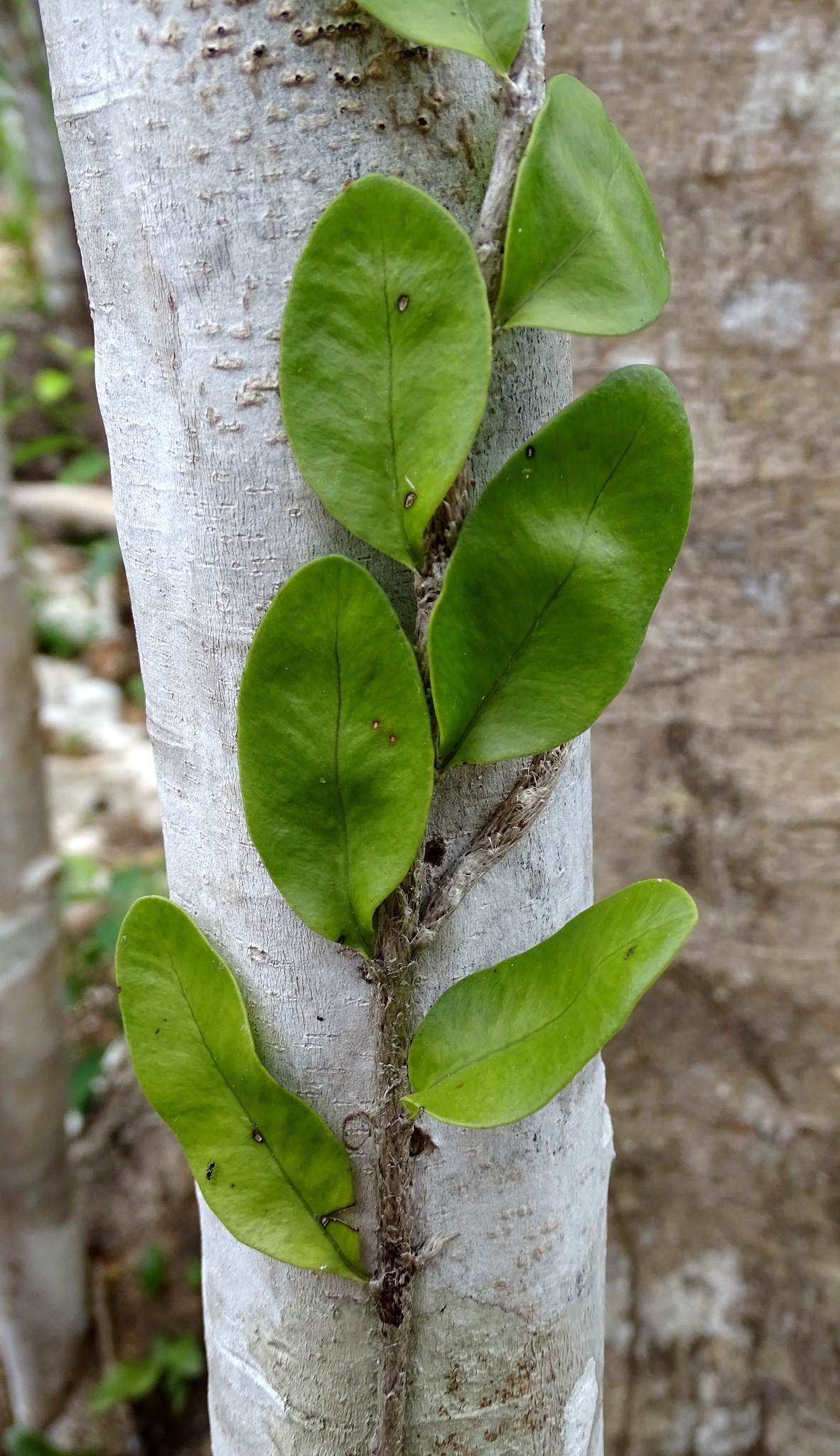 Microgramma nitida