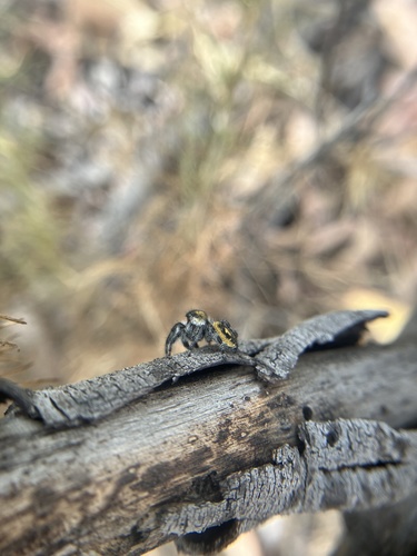 Phidippus californicus photo 4