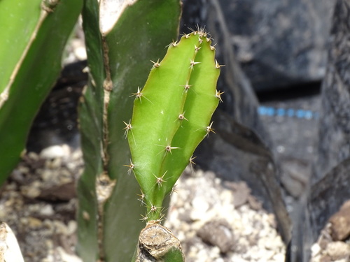 Selenicereus undatus