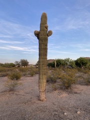 Carnegiea gigantea