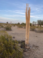 Carnegiea gigantea
