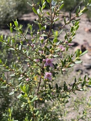 Boronia glabra