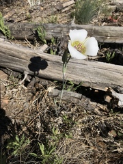 Calochortus ambiguus