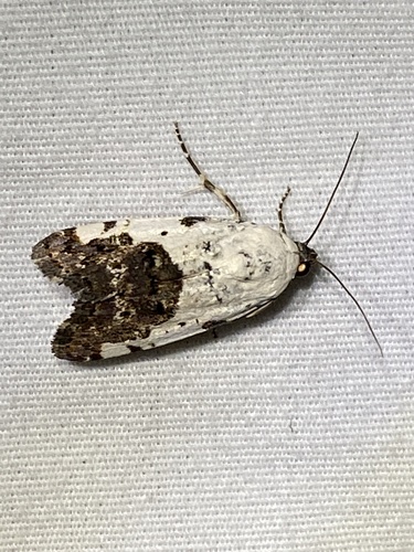 Exposed Bird Dropping Moth photo 2