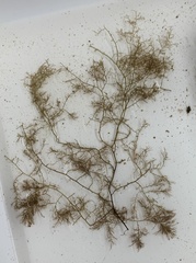 Vertebrata fucoides