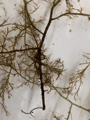 Vertebrata fucoides