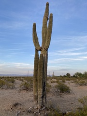 Carnegiea gigantea