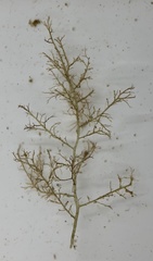 Vertebrata fucoides