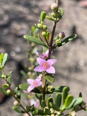 Boronia glabra