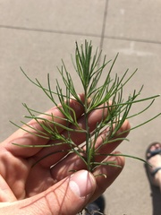 Salsola collina