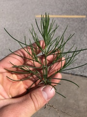 Salsola collina