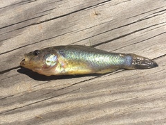 Aphredoderus sayanus