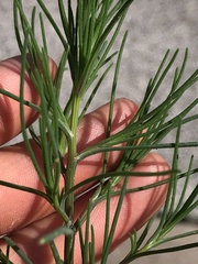 Salsola collina